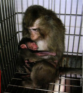 Una madre di macaco stringe a sè il suo piccolo nei laboratori di Covance, Germania