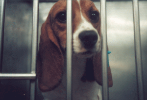Cucciolo di cane beagle terrorizzato all'interno del laboratorio Huntingdon Life Sciences, Inghilterra.