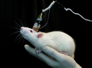 A mouse's memory is recorded by sensors connected to its head in a laboratory in East China Normal U..