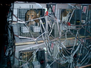 Cani beagle in viaggio dall'allevamento dove sono nati verso il laboratorio d