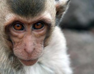 crab-eating_macaque